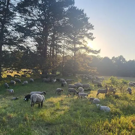 Finnhuette Zwischen Wald Und