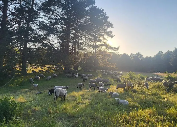 Finnhuette Zwischen Wald Und